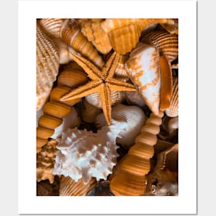 Summer Beaches Sand Seashell Surf Nature Posters and Art